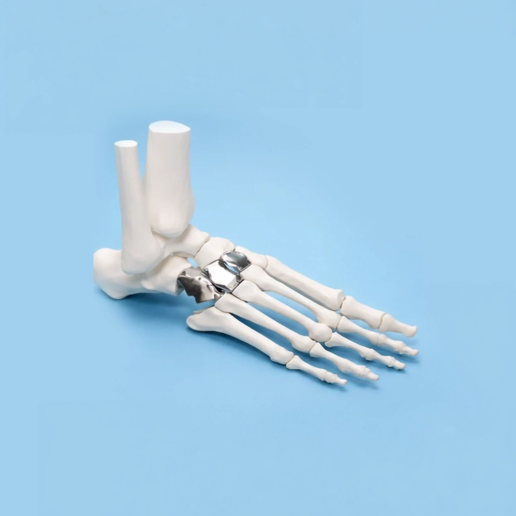 Anatomical Models